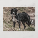 Search for border collie postcards Herding