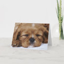 Search for cavalier king charles spaniel cards Animal