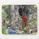 Search for backyard electronics Cardinal