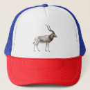 Search for addax Wildlife