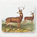 Search for black tailed mousepads Wildlife