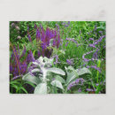 Search for lavendar postcards Flowers