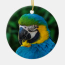 Search for macaw christmas tree decorations Wildlife