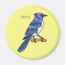 Search for jay magnets Cyanocitta cristata