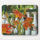 Search for orange lilly electronics Lily