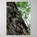 Search for tree bark art Outdoors
