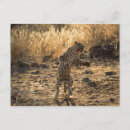 Search for aggressive postcards Animal