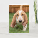 Search for basset hound cards Pet lovers