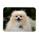 Search for spitz magnets Loulou