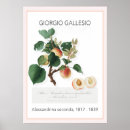 Search for vintage apricot posters Fruit