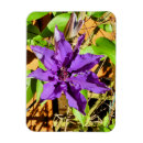 Search for clematis magnets Plants