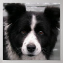 Search for border collie herding dog posters Pets