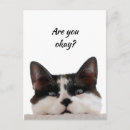 Search for romantic cats postcards Animal