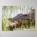 Search for alligators posters Wildlife