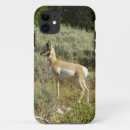 Search for antelope cases Nature