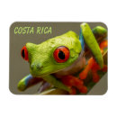 Search for tree frogs magnets Red eyed tree frog