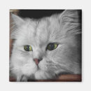 Search for fur magnets Kitty