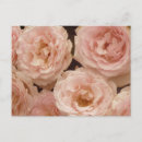 Search for precious postcards Flowers