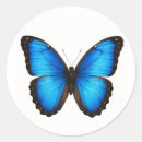 Search for morpho stickers Nature