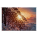 Search for pine trees posters Winter