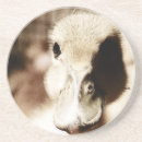Search for duckling coasters Poultry