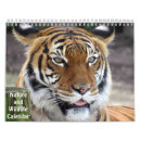 Search for alligator calendars Nature