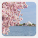 Search for cherry tree stickers Washington dc