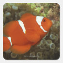 Search for anemones stickers Animals