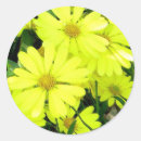 Search for african daisy stickers Yellow