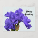 Search for bearded iris cards Pretty