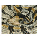 Search for venom posters Wildlife