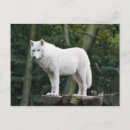 Search for white wolf postcards Wild