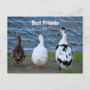 Search for three ducks Cute