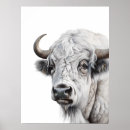Search for white buffalo posters Bison
