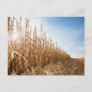 Search for corn field postcards Sky