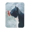 Search for cat magnets Animals