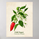 Search for chili pepper posters Vegetable