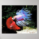Search for betta posters Fighting