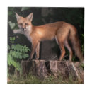 Search for posed tiles Nature
