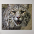 Search for wildcat art Bobcat