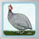 Search for guineas posters Bird