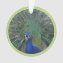 Search for peacock feather christmas tree decorations Peafowl