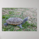 Search for diamondback posters Terrapin