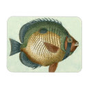 Search for colourful fish magnets Swimming