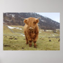 Search for angus cow posters Cattle