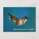 Search for birds and blooms postcards Hummingbird