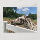 Search for foal postcards Cute