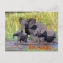 Search for botswana travel postcards Elephant