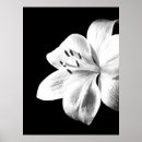 Search for white lily posters Elegant