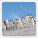 Search for glacial stickers Antarctica
